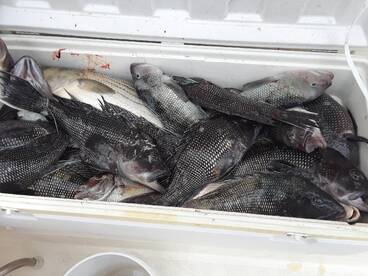 See Bass, Sea Bass