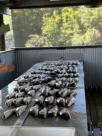 Louisiana Report Photo 2