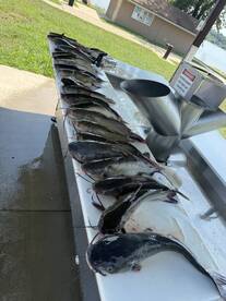 Hot weather = HOT catfishing!!!!