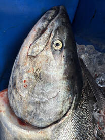 Nehalem River Report Photo 1
