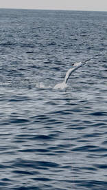 Faro Report Photo 3