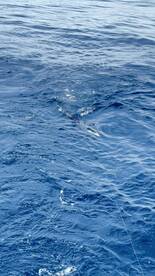 Faro Report Photo 1