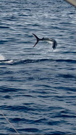 Faro Report Photo 4