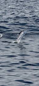 Faro Report Photo 2
