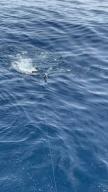Faro Report Photo 4