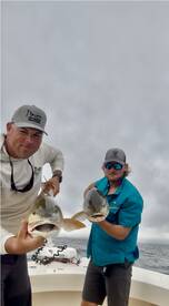 Pamlico Sound Gold