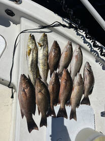 Freezer meat trip 