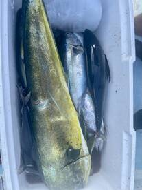 San Jose del Cabo Report Photo 2