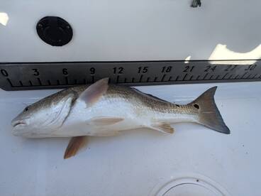 San Leon Report Photo 3