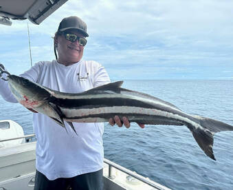 Nice Cobia