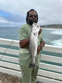 Short Fin Corvina