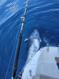 Croatia Report Photo 1