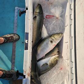 Solomons Report Photo 2