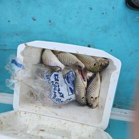 Chesapeake Beach Report Photo 1