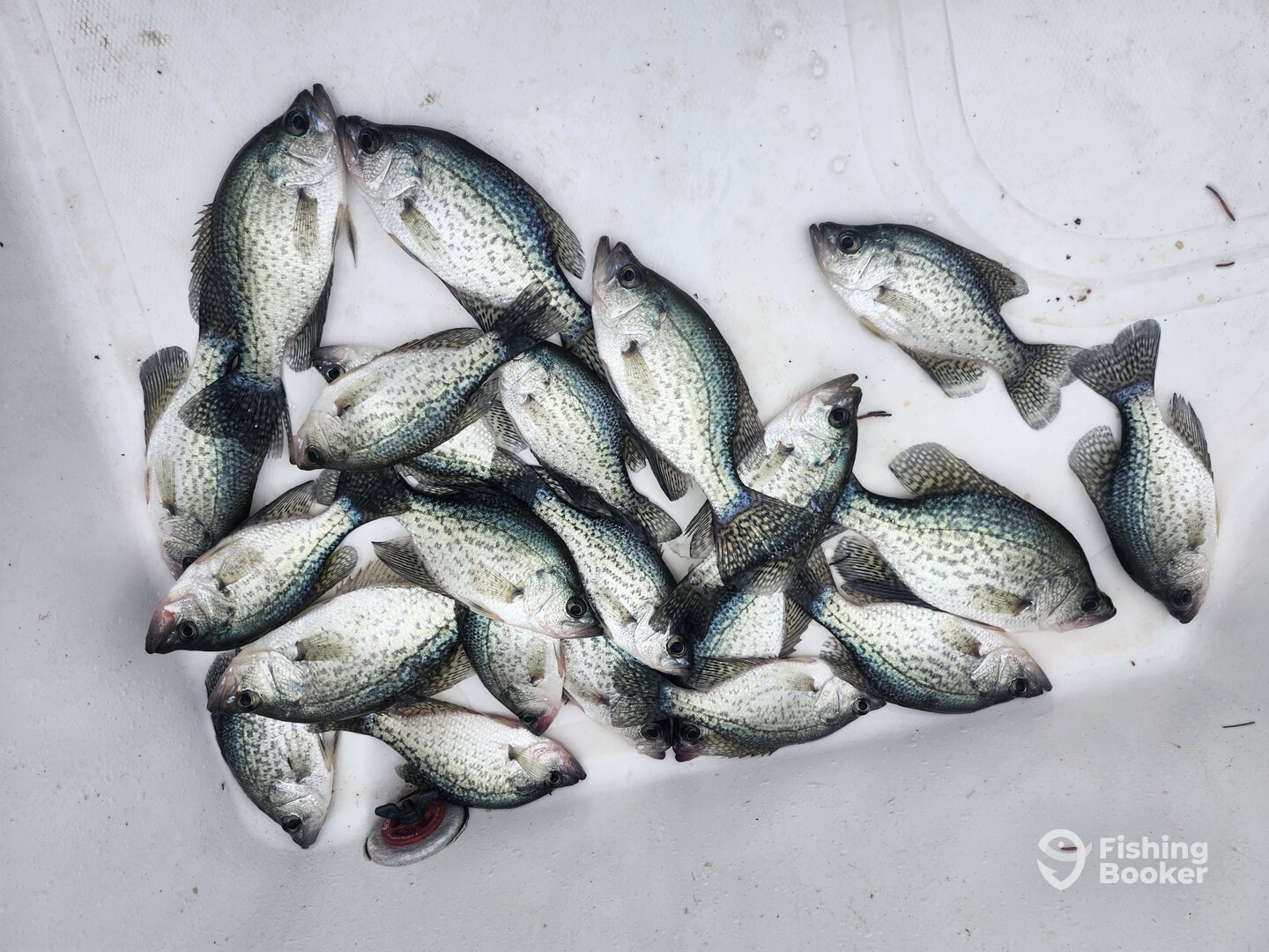 Nice limit of crappie this morning