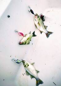 Perch biting good too