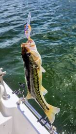 Nice Spotted bass