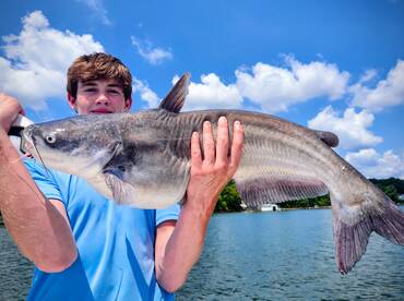 Nice LKW Blue Catfish