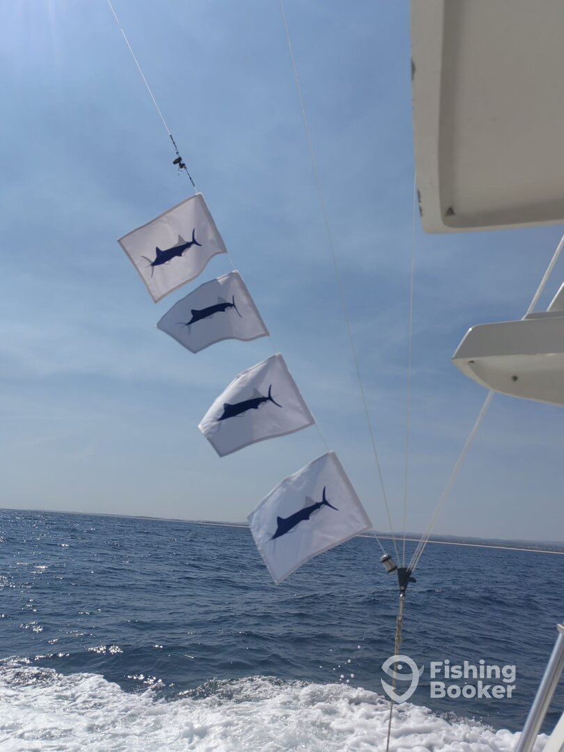 Tavira Report Photo 0