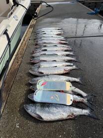 Westcoast fishing tackle flashers in the clutch!!