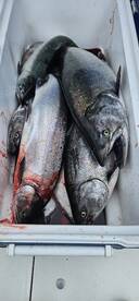 Ucluelet Report Photo 2