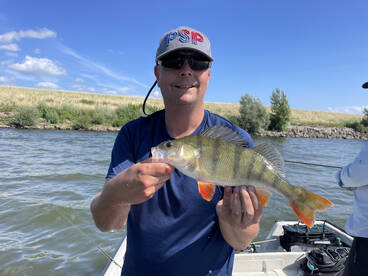 Chasing perch in the netherlands