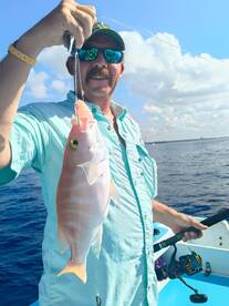 Snappers and Barracudas Bite