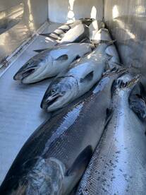 Cook Inlet Report Photo 3