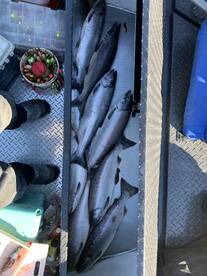 Cook Inlet Report Photo 2