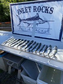 Spanish Mackerel Madness!!! 