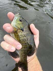 Lawton Report Photo 2