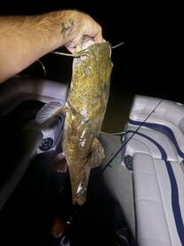 Lake Havasu City Report Photo 2