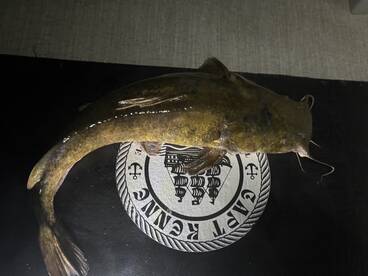 Lake Havasu City Report Photo 1