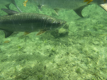 Tarpon in culebra are friendly 
