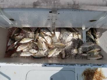 Maryland Report Photo 1