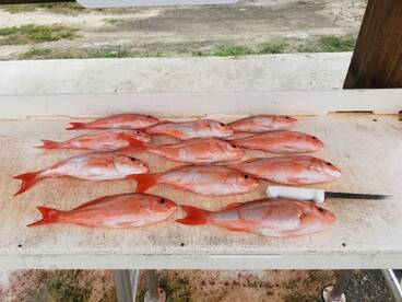 Vermilion Snapper 