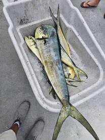 Florida Bay Report Photo 2