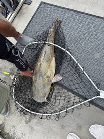 Tega Cay Report Photo 2