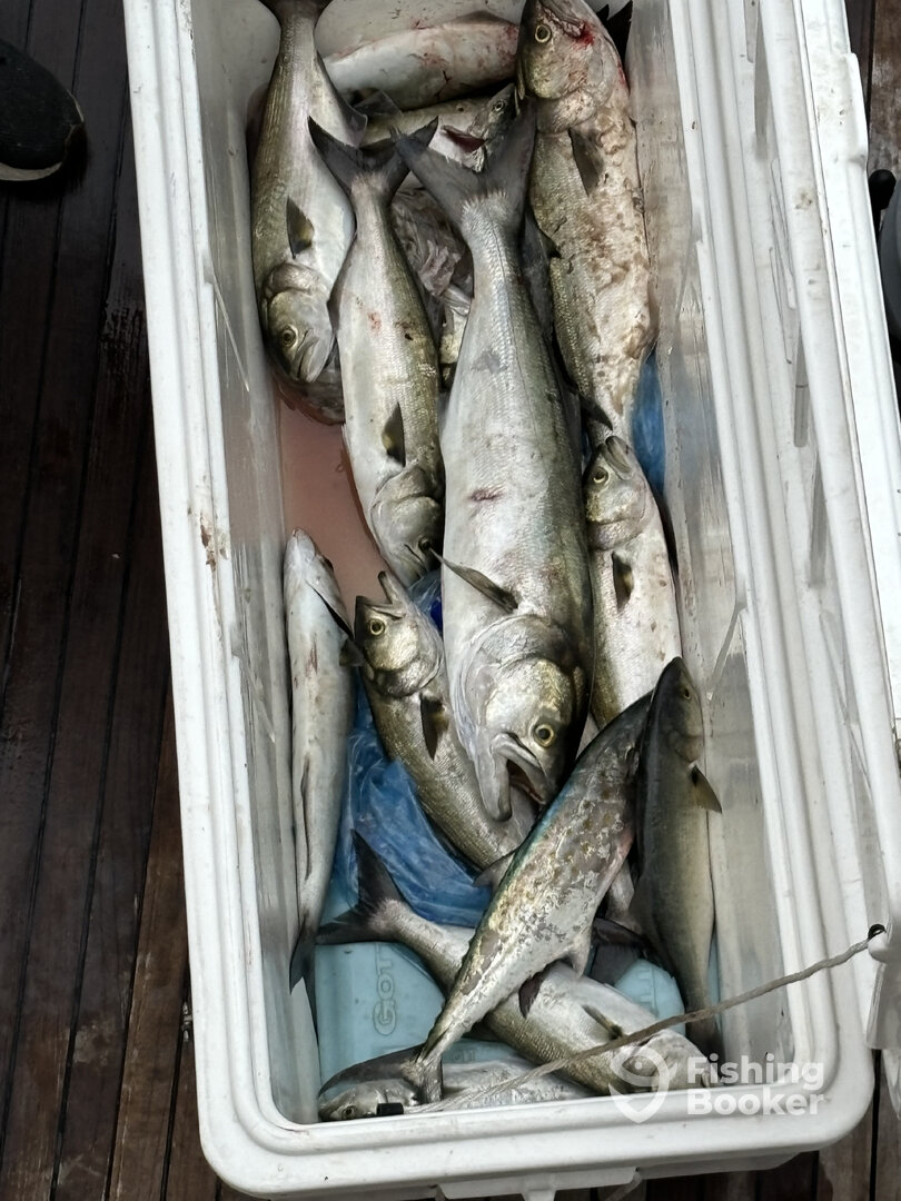 Norfolk Report Photo 0