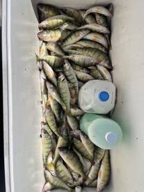 Perch fishing is on fire!!!