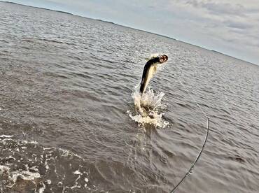 South Carolina Report Photo 1