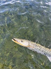 Upper Keys Report Photo 2