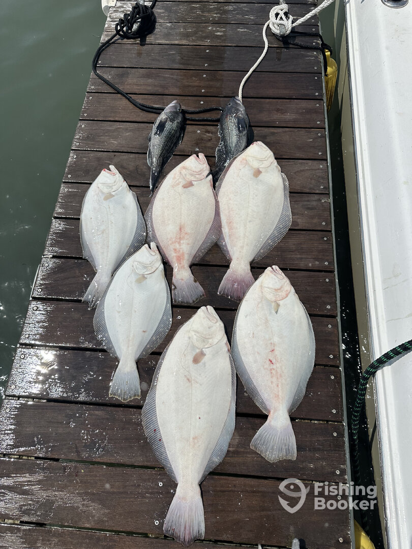 Limit of flounder to 6lb