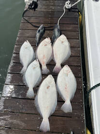 Limit of flounder to 6lb