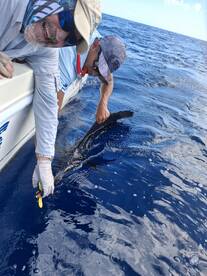 Herradura Report Photo 2