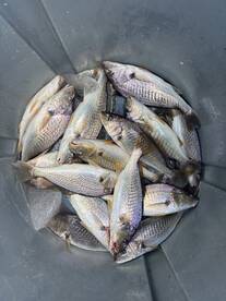 Chesapeake Beach Report Photo 2