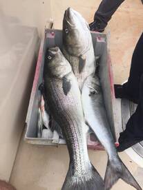 Montauk Report Photo 1