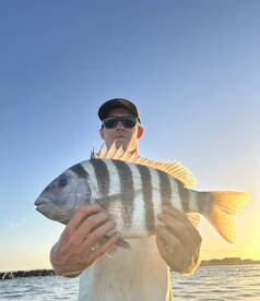 Decent sheep bite continues