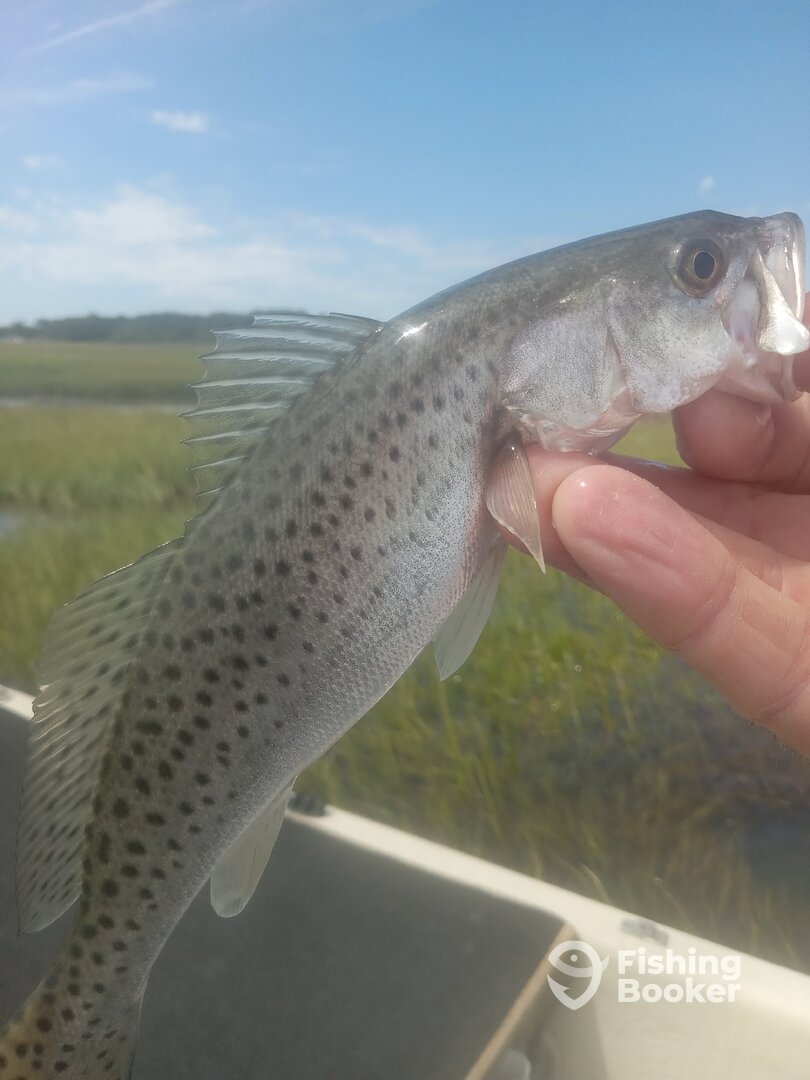 Chincoteague Report Photo 0