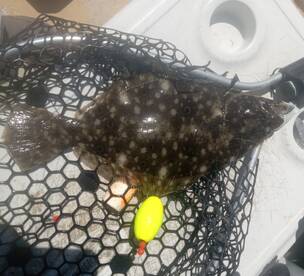 Chincoteague Report Photo 1